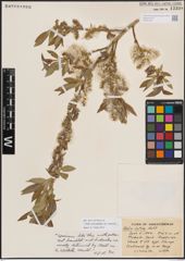 Foto von Salix eriocephala var. watsonii (Bebb) Dorn